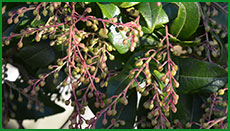 pieris02s